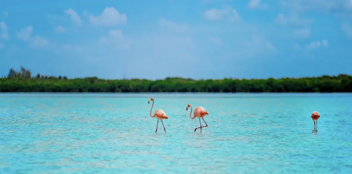 Birdlife near Holbox