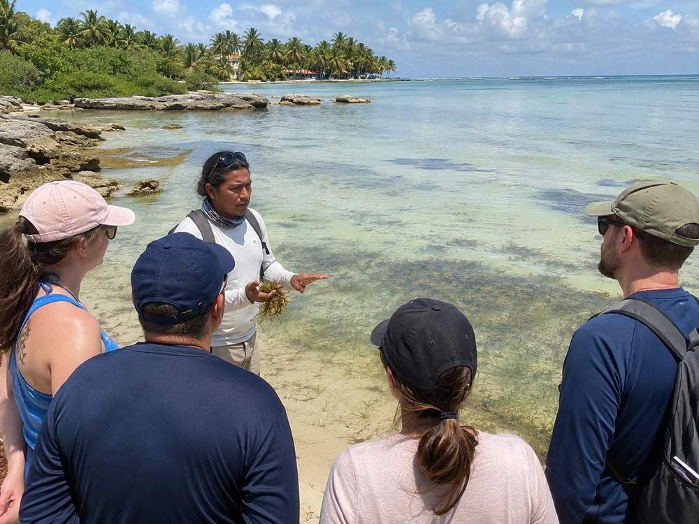 Modern Akumal conservation scene with a guide explaining seagrass habitat from shore.