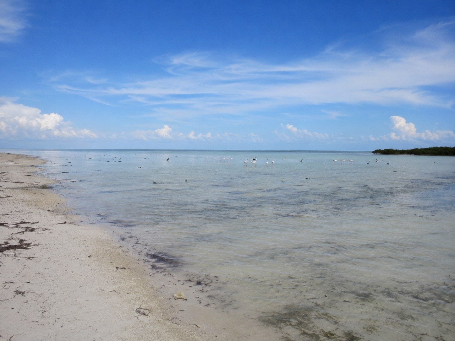 Shallow-water landscape on the eastern Holbox side with birds observed from a respectful distance.