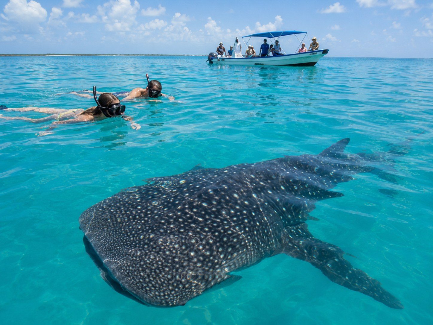 Authorized whale-shark tour boat departing from Holbox with safety equipment visible.