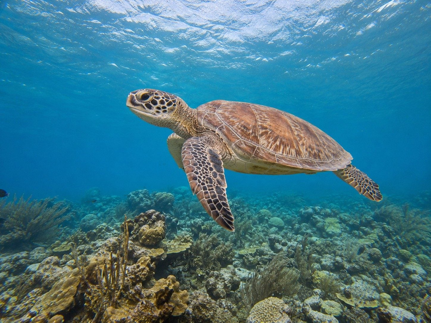 Healthy coral structure and tropical fish in the Puerto Morelos reef park, photographed without touching wildlife.