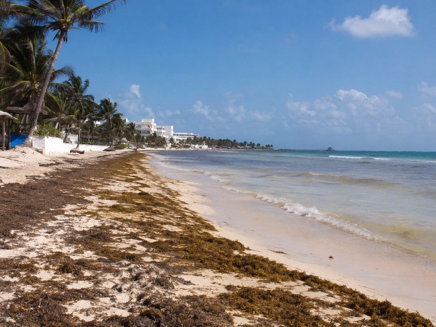 Municipal or coastal crews working near a Puerto Morelos sargassum barrier and shoreline cleanup area.
