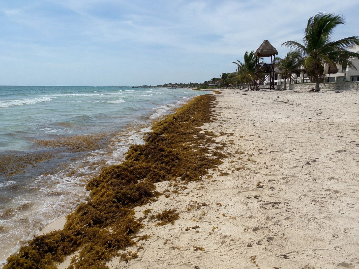 A Puerto Morelos beach crew managing sargassum while swimmers use a clearer section of shoreline.