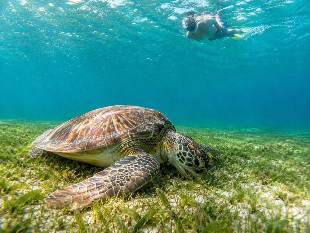 Swimming with Sea Turtles in Akumal: Rules, Expectations, and Responsible Snorkeling
