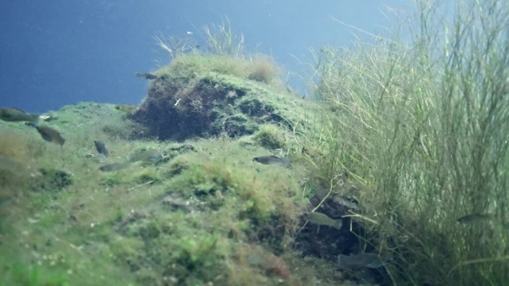 Cenote Chikin Ha