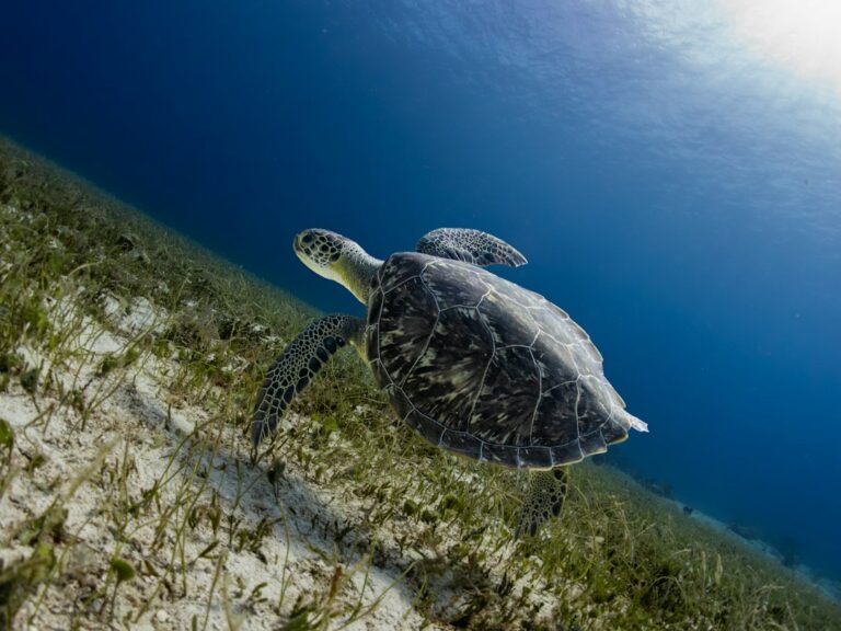 Sea turtle swimming in clear Caribbean water off Cozumel.