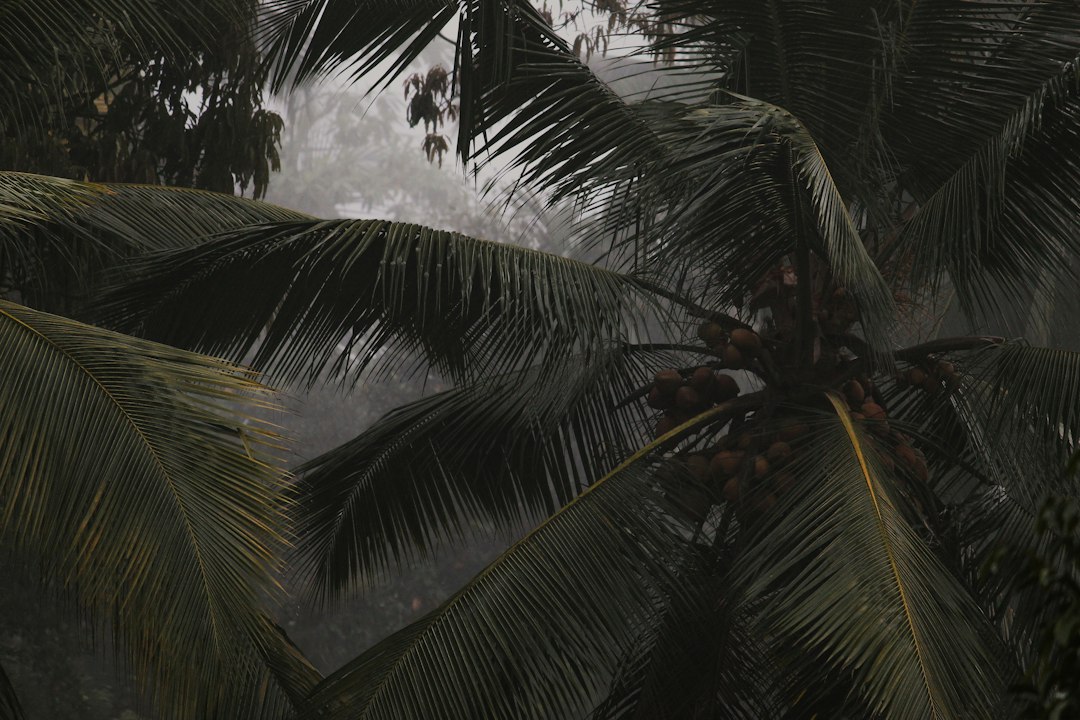 Tropical rainfall during a vacation day, illustrative photograph from the AG media library